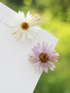 Preserved Daisy Hair Pins