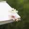 Preserved Daisy Hair Pins