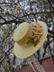 Flower Decor Straw Hat